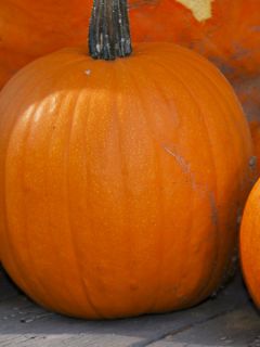 Courge Spooktacular - Potiron d'Halloween - Cucurbita pepo