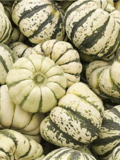 Courgette Sweet dumpling (Patidou) AB - Ferme de Sainte Marthe Courgette Sweet dumpling (Patidou) AB - Ferme de Sainte Marthe