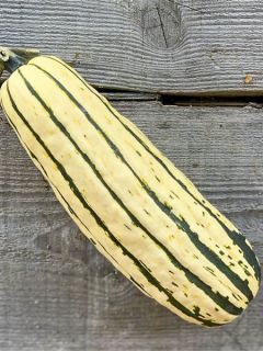 Courge Sweet Potato Bio - Ferme de Sainte Marthe Courge Sweet Potato Bio - Ferme de Sainte Marthe