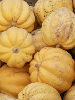 Courge Table Gold Bio - Ferme de Sainte Marthe Courge Table Gold Bio - Ferme de Sainte Marthe