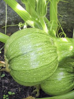 Courgette 'Tondo di Toscana'