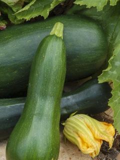 Courgette Verte De Milan AB ou Black Beauty - Ferme de Ste Marthe