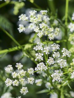 Cumin - Cuminum Cyminum