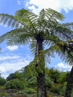 Cyathea medullaris - fougère arborescente