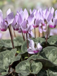Cyclamen cilicicum rose