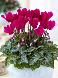 Cyclamen de Perse
