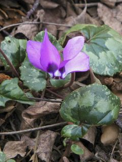 Cyclamen pseudibericum
