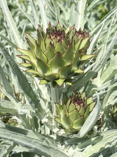 Artichaut Imperial Star - Ferme de Ste Marthe