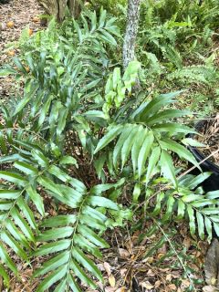 Aspidie devexiscapulae