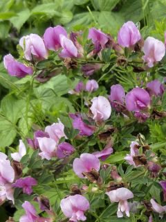 Chamaecytisus purpureus - Cytisus purpureus - Genêt pourpre