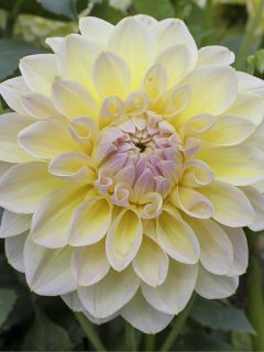 Dahlia Alloway Cottage