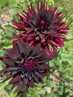 Dahlia Black Wizzard