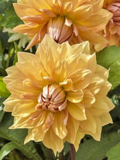 Dahlia Mr Loyal