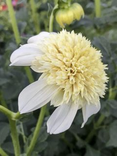 Dahlia Anemone Platinum Blonde