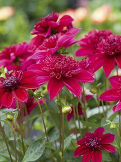 Dahlia anémone Purpinca