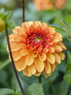 Dahlia balle 'American Sunset'