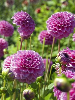 Dahlia Boy Scout