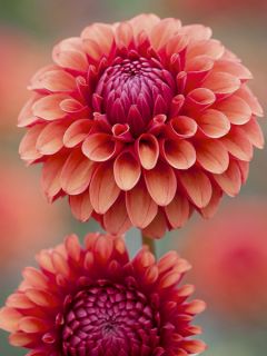 Dahlia balle 'Brown Sugar'