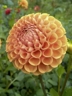 Dahlia balle 'Cornel Bronz'