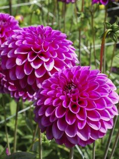 Dahlia Pompon Purple Fox