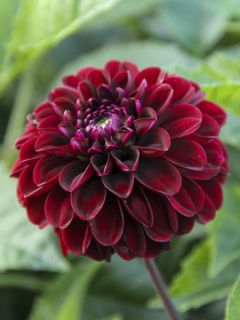 Dahlia mini-balles Dark Spirit