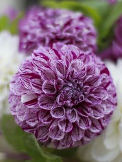 Dahlia Marble Ball