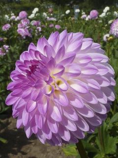 Dahlia balle 'Martina'