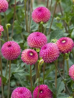 Dahlia Pompon Burlesca