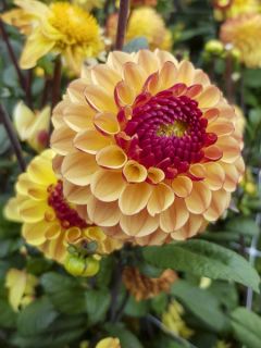 Dahlia balle 'Summer Haze'