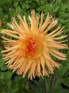 Dahlia Emmaus