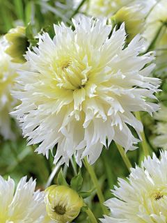 Dahlia Cactus Ice Crystal