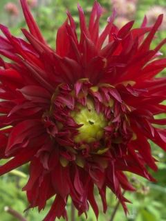 Dahlia cactus dentelle Jaxon