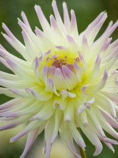 Dahlia Shooting Star