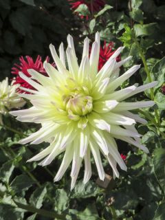 Dahlia Shooting Star