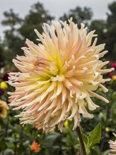 Dahlia cactus Apricot Star