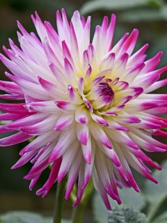 Dahlia cactus Hayley Jane