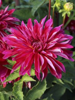 Dahlia Cactus Selina