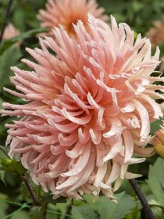 Dahlia cactus Soeur Clarentine