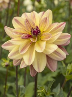 Dahlia Happy Butterfly