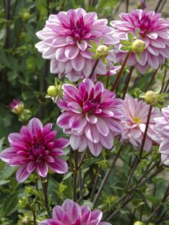 Dahlia à fleurs de camélia Seduction - Dahlia décoratif