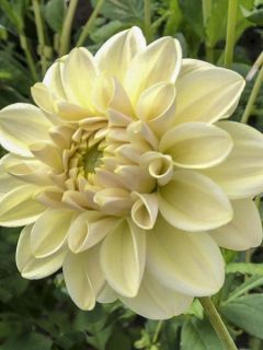 Dahlia décoratif 'Caramel Antique'