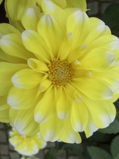 Dahlia décoratif 'Lemon Cane'