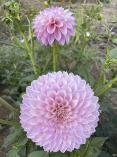 Dahlia décoratif 'Sefton Silvertop'