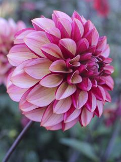Dahlia décoratif 'Seniors Hope'