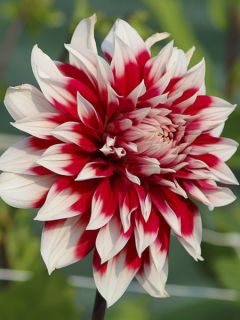 Dahlia géant Blith Spirit Dahlia géant Blith Spirit