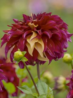 Dahlia décoratif Bohemian Spartacus Dahlia décoratif Bohemian Spartacus