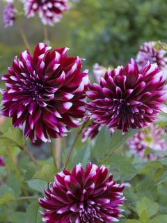 Dahlia décoratif Contraste Dahlia décoratif Contraste