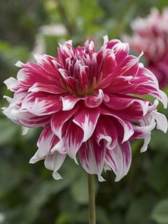 Dahlia géant Frost Nip Dahlia géant Frost Nip