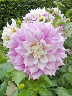 Dahlia géant décoratif 'Gitts Perfection' Dahlia géant décoratif 'Gitts Perfection'