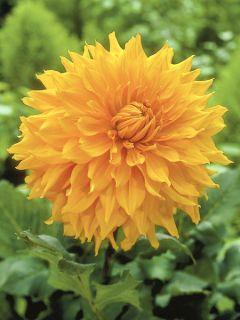 Dahlia Hamari Gold Dahlia Hamari Gold